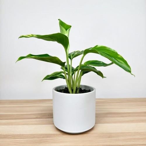 Alpinia zerumbet Variegata #2