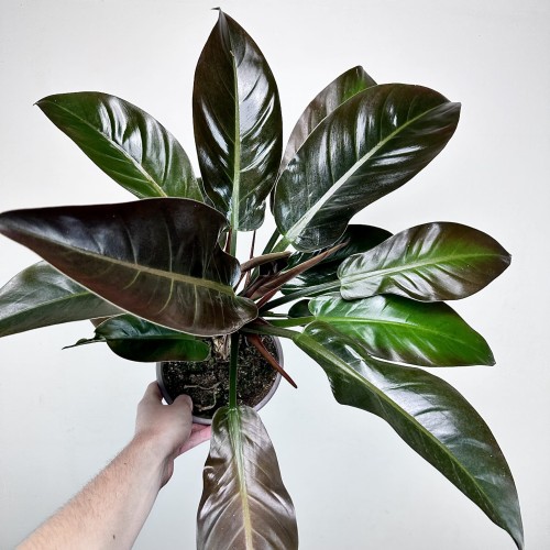 Philodendron Imperial Red Filodendron #1