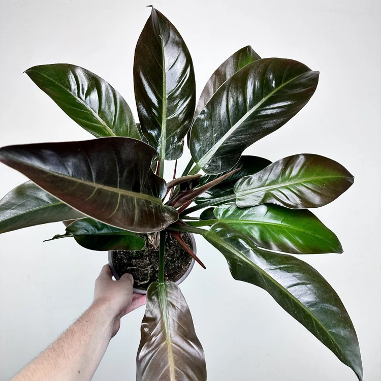 Philodendron Imperial Red Filodendron #1