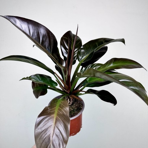 Philodendron Imperial Red Filodendron #2