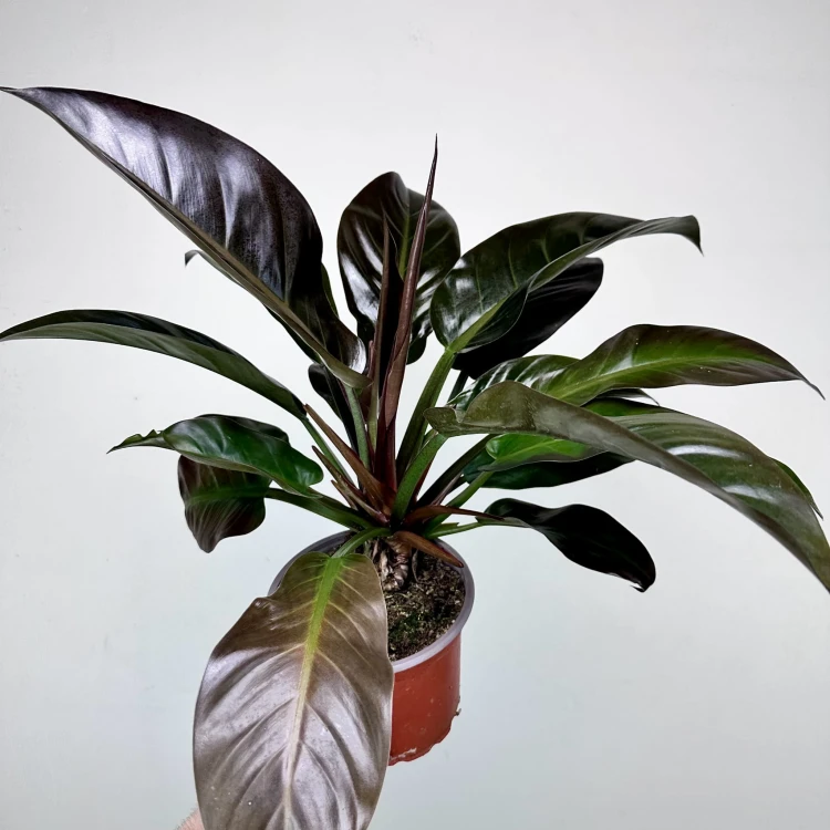 Philodendron Imperial Red Filodendron #2