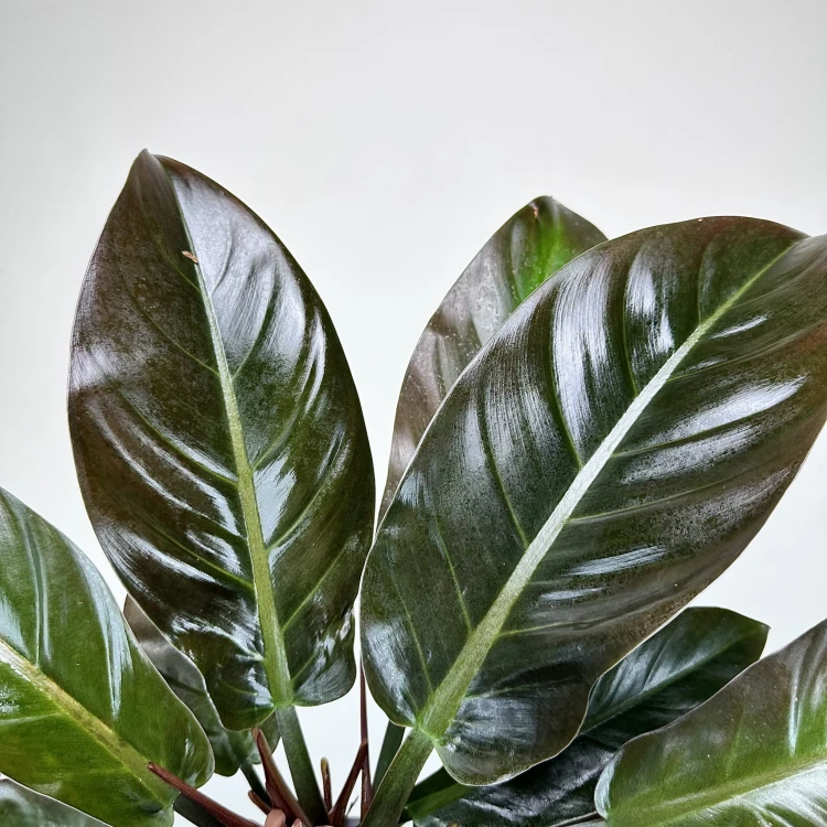 Philodendron Imperial Red Filodendron #3