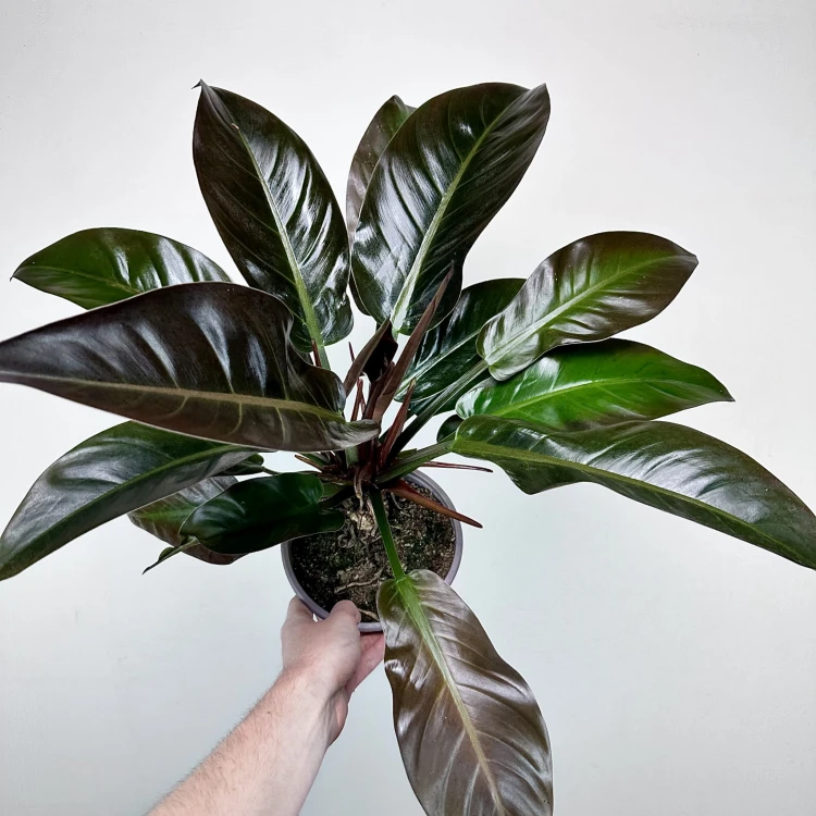 Philodendron Imperial Red Filodendron #4