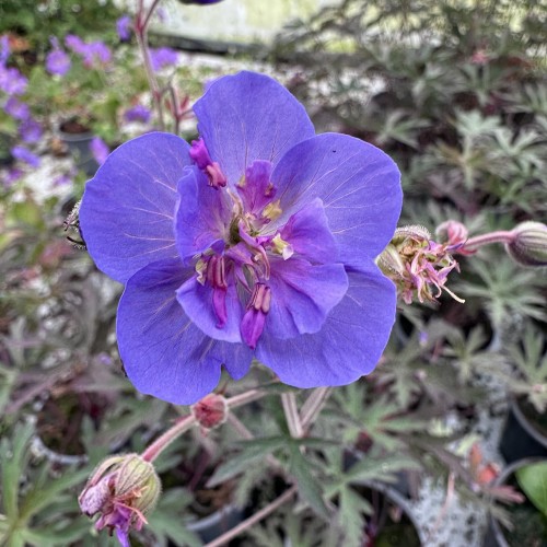 Geranium Storm Cloud Bodziszek #1