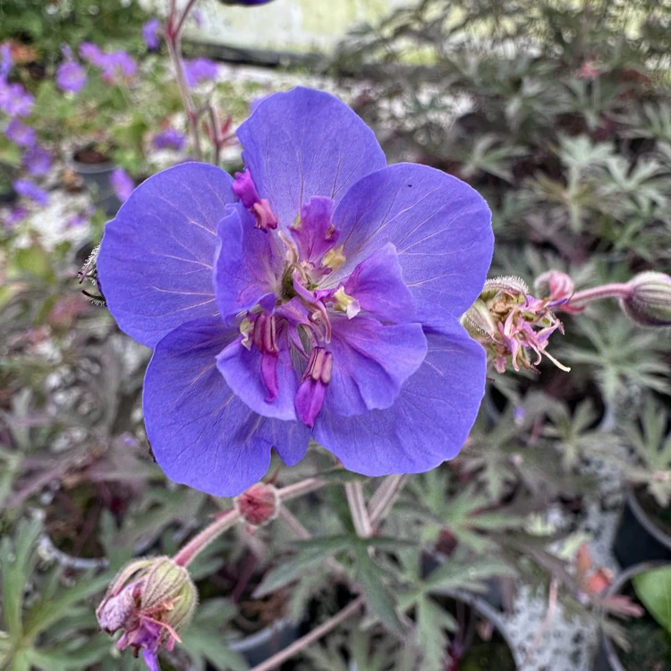 Geranium Storm Cloud Bodziszek #1