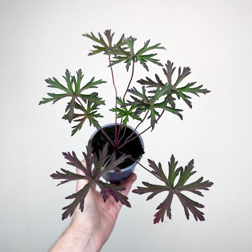 Geranium Storm Cloud Bodziszek #2