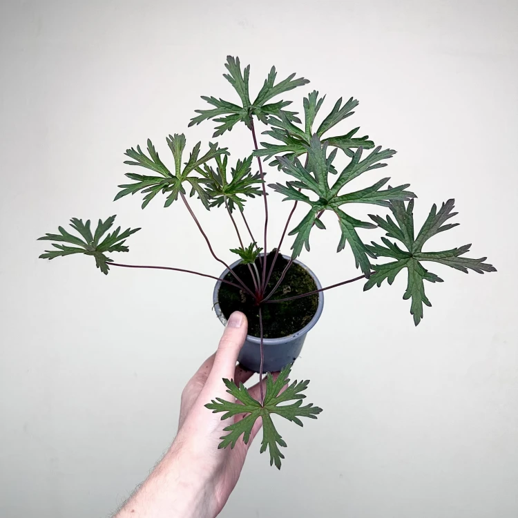 Geranium Storm Cloud Bodziszek #3