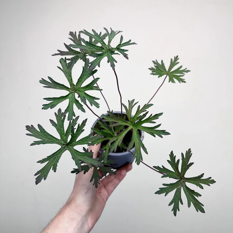 Geranium Storm Cloud Bodziszek #4
