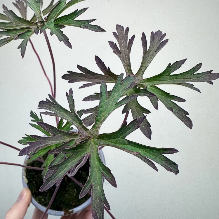 Geranium Storm Cloud Bodziszek #5