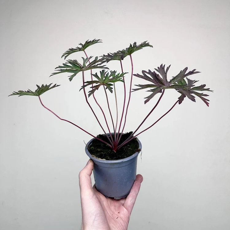 Geranium Storm Cloud Bodziszek #6