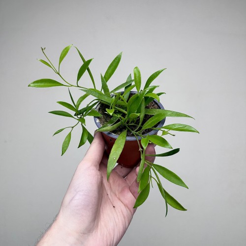Hoya Tsangii Hoja P9 #1