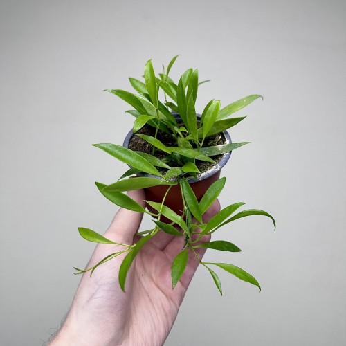 Hoya Tsangii Hoja P9 #2