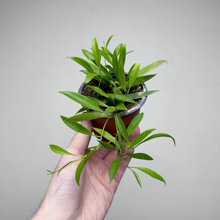 Hoya Tsangii Hoja P9 #2