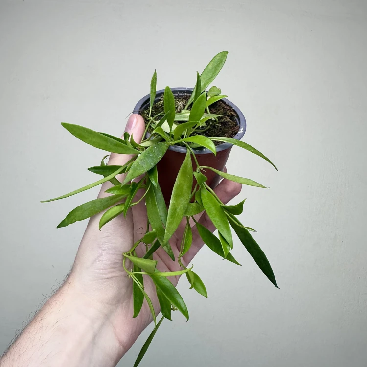 Hoya Tsangii Hoja P9 #4