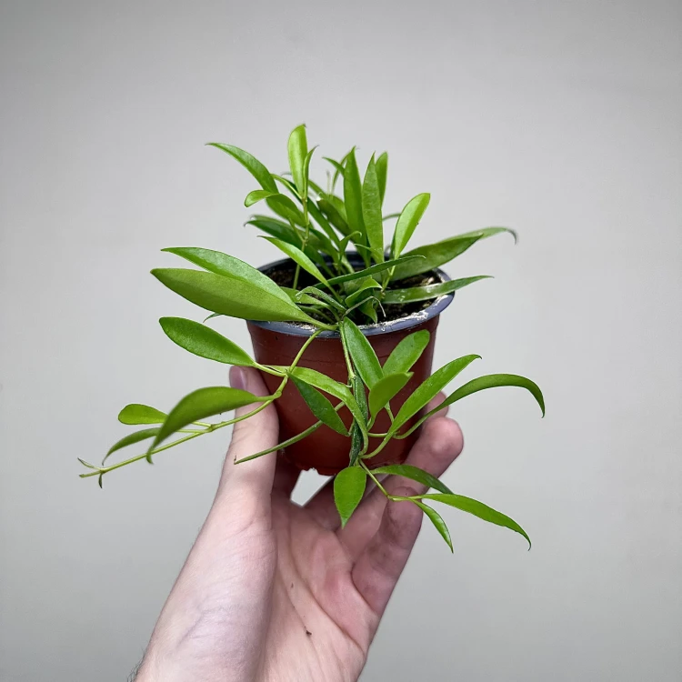 Hoya Tsangii Hoja P9 #5