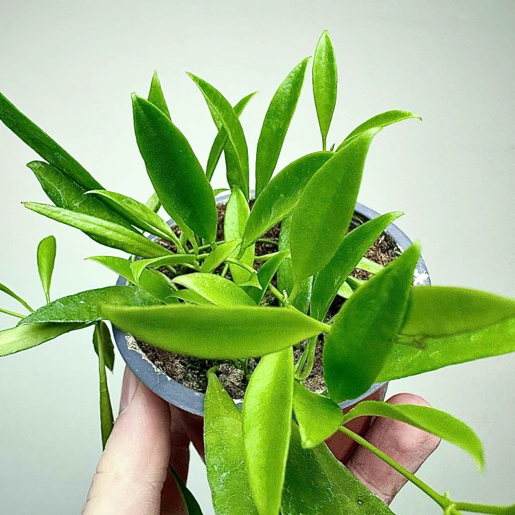 Hoya Tsangii Hoja P9 #6