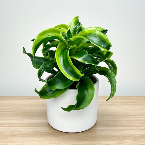 Dracaena fragrans Tornado Dracena P11 #1