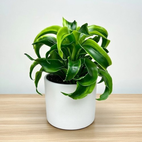 Dracaena fragrans Tornado Dracena P11 #2