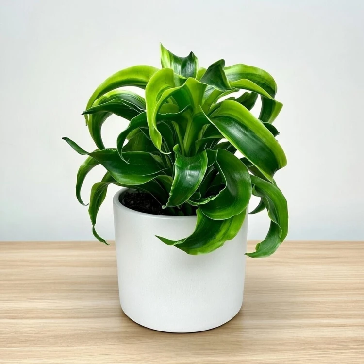 Dracaena fragrans Tornado Dracena P11 #2