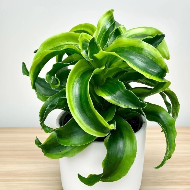 Dracaena fragrans Tornado Dracena P11 #3