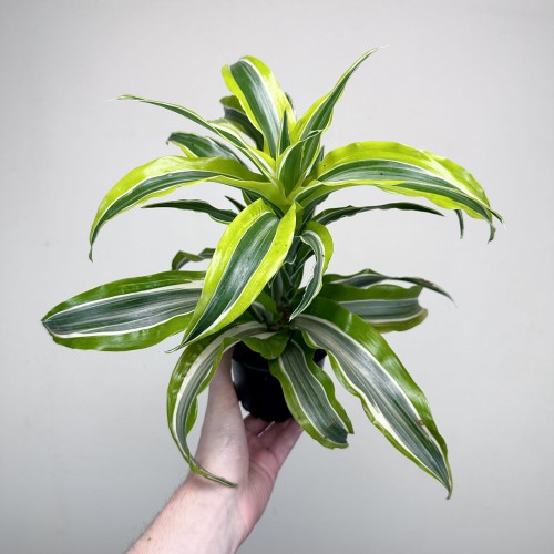 Dracaena fragrans Lemon Surprise Dracena P11 #1