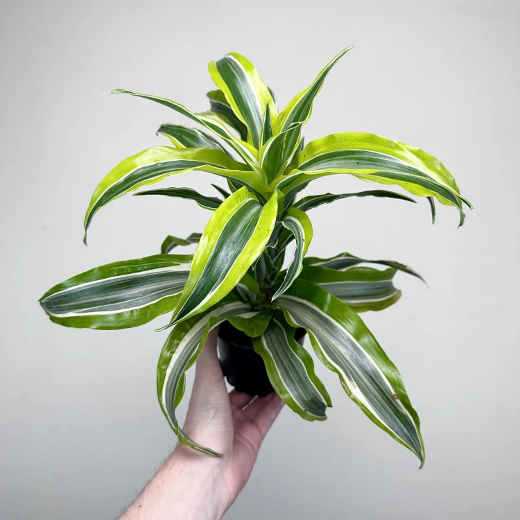 Dracaena fragrans Lemon Surprise Dracena P11 #1