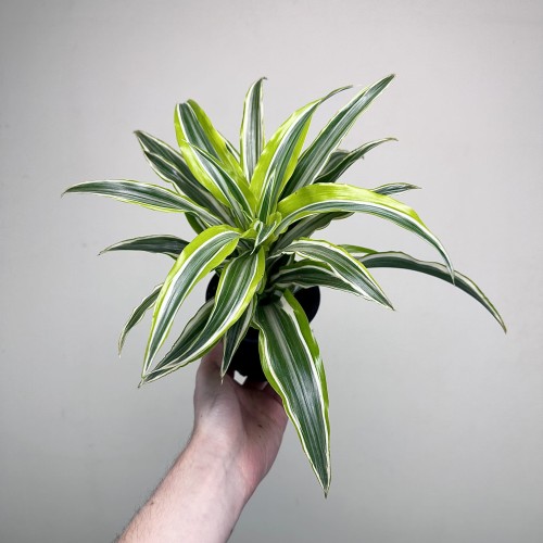 Dracaena fragrans Lemon Surprise Dracena P11 #2