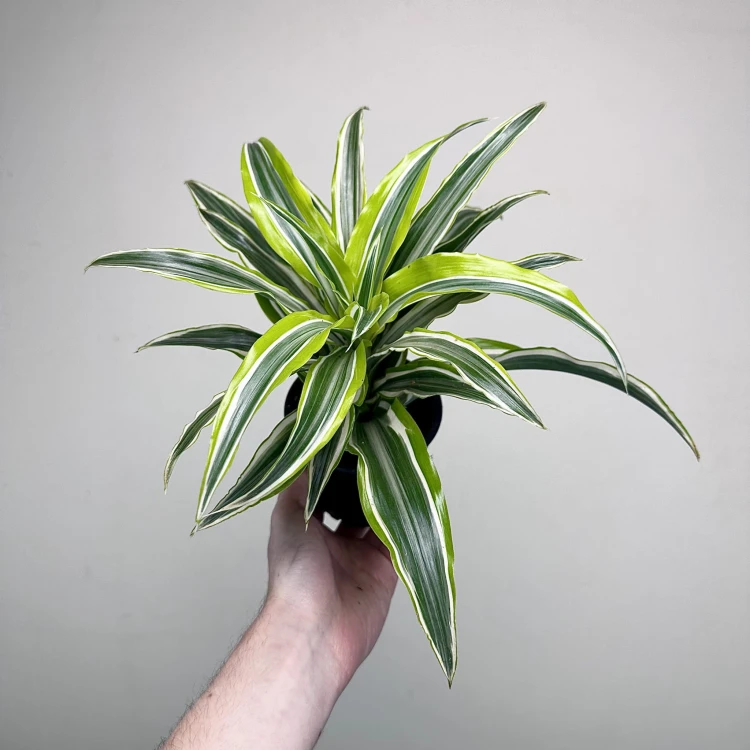 Dracaena fragrans Lemon Surprise Dracena P11 #2