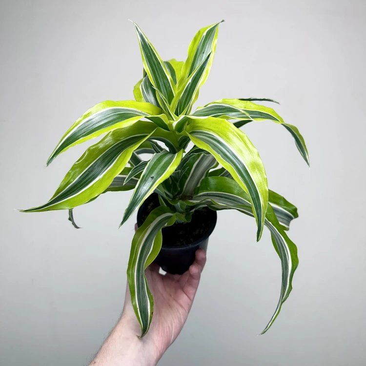 Dracaena fragrans Lemon Surprise Dracena P11 #3