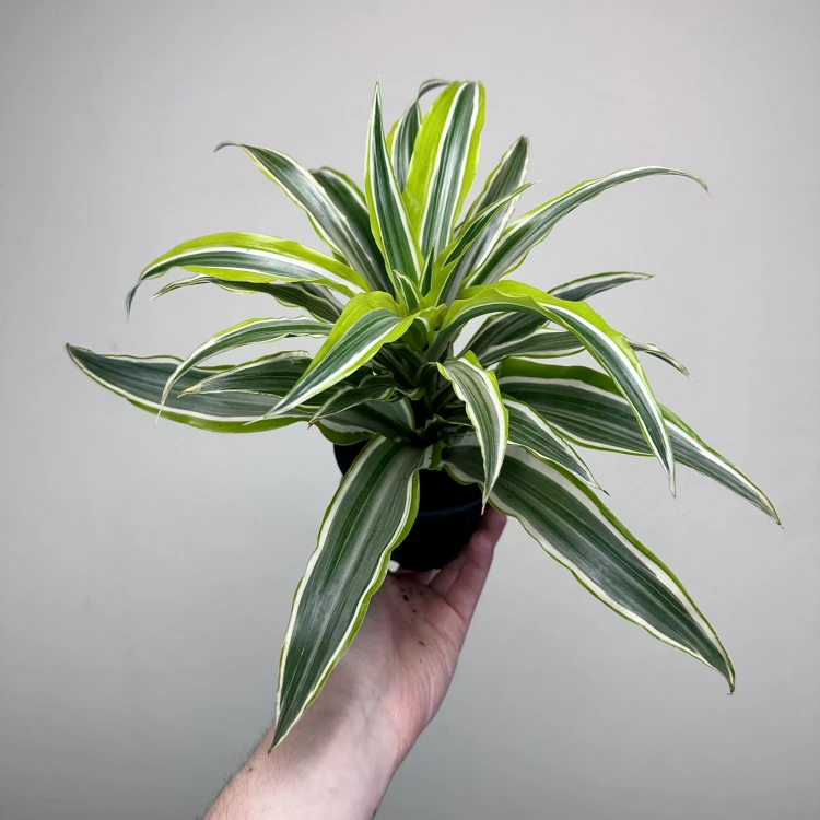 Dracaena fragrans Lemon Surprise Dracena P11 #4