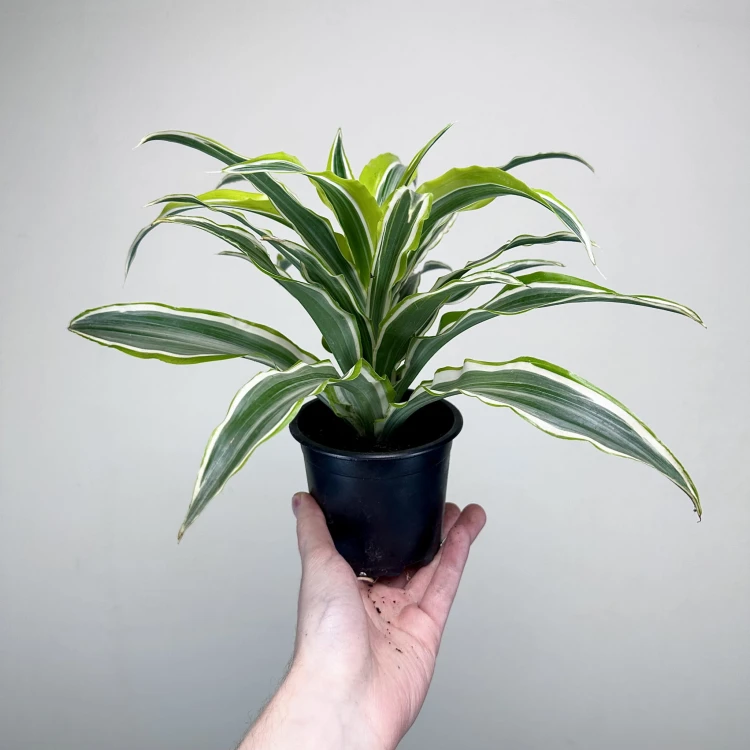 Dracaena fragrans Lemon Surprise Dracena P11 #5