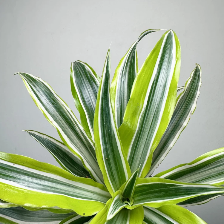 Dracaena fragrans Lemon Surprise Dracena P11 #6