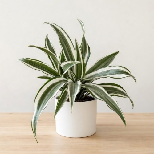 Dracaena fragrans Green White Dracena P12 #1