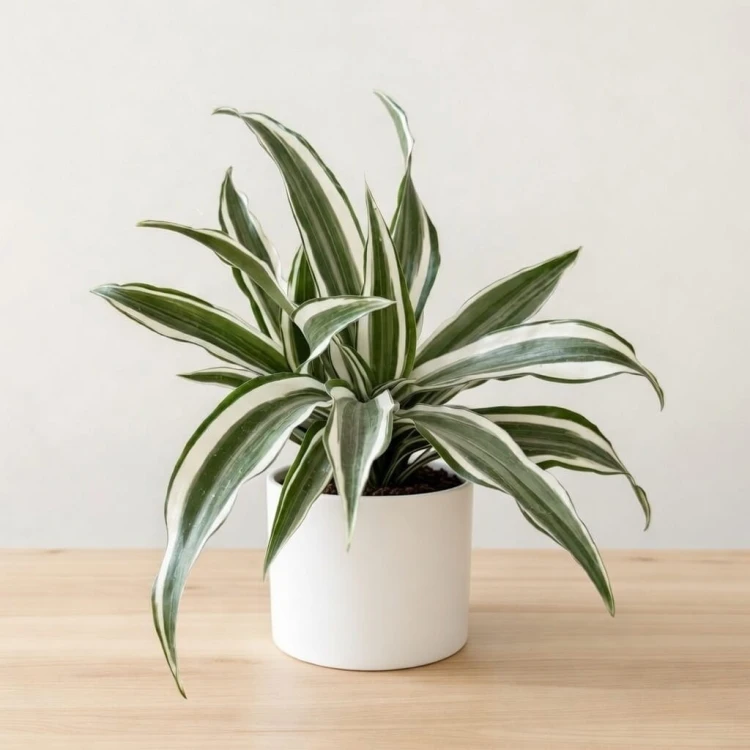 Dracaena fragrans Green White Dracena P12 #1