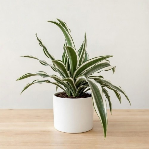 Dracaena fragrans Green White Dracena P12 #2