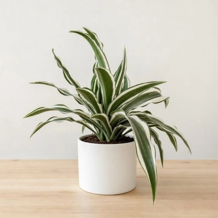 Dracaena fragrans Green White Dracena P12 #2