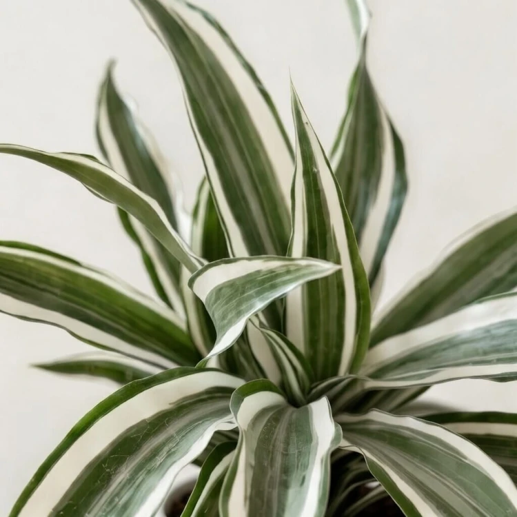 Dracaena fragrans Green White Dracena P12 #3