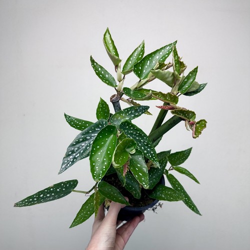 Begonia maculata Tamaya Begonia koralowa P14 #1