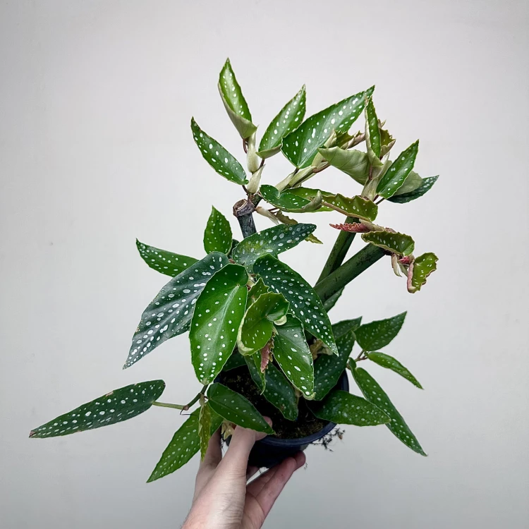 Begonia maculata Tamaya Begonia koralowa P14 #1