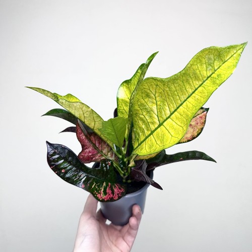 Kroton Wilma Codiaeum variegatum P11 #1
