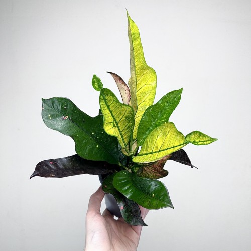 Kroton Wilma Codiaeum variegatum P11 #2