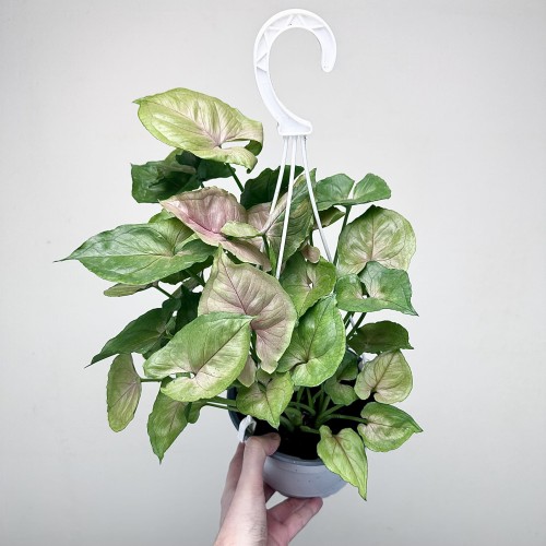 Syngonium Roxana Zroślicha P17 wisząca #1