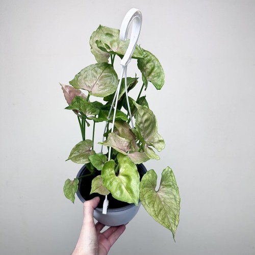 Syngonium Roxana Zroślicha P17 wisząca #2