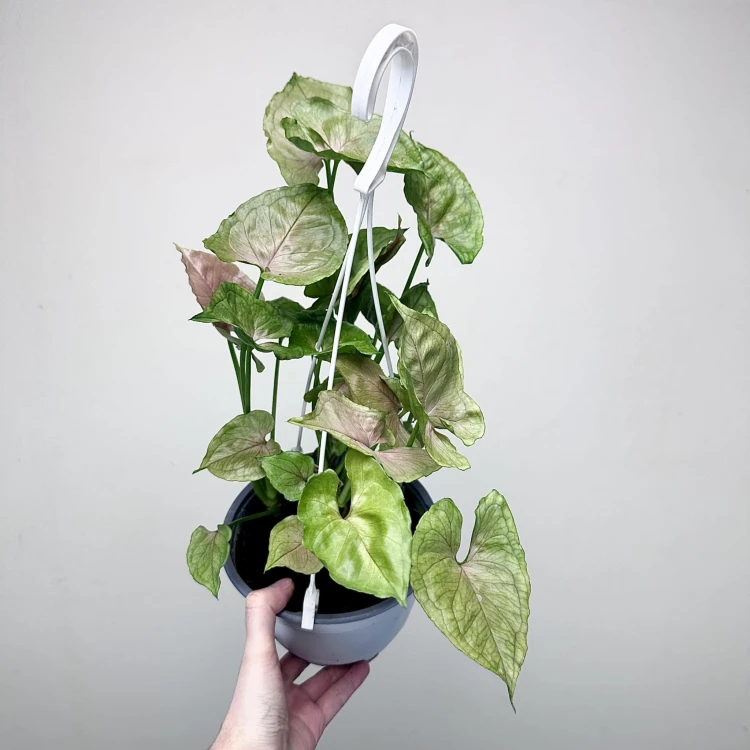 Syngonium Roxana Zroślicha P17 wisząca #2
