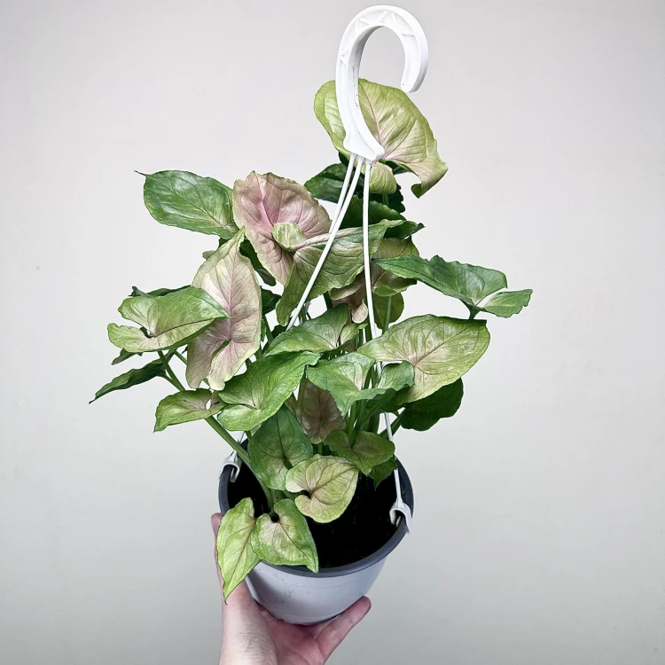 Syngonium Roxana Zroślicha P17 wisząca #3