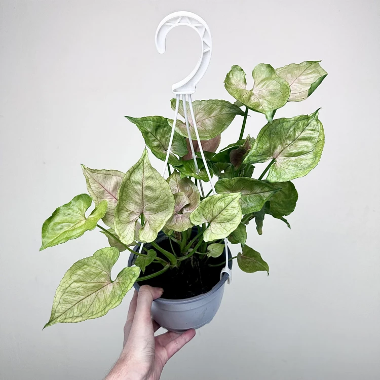 Syngonium Roxana Zroślicha P17 wisząca #4