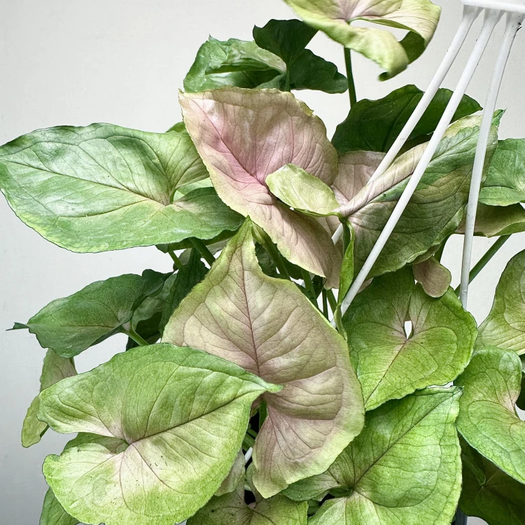Syngonium Roxana Zroślicha P17 wisząca #5