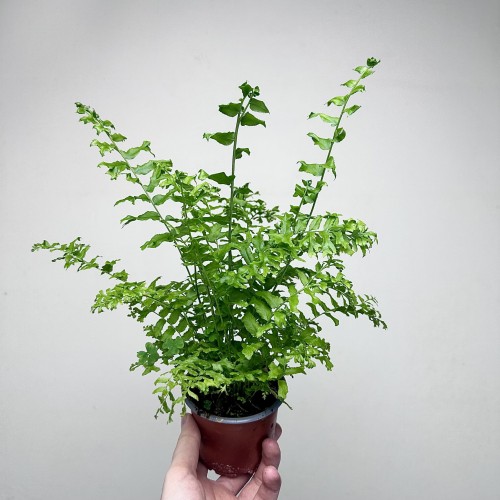 Paproć Nephrolepis biserrata Fishtail P9 #1