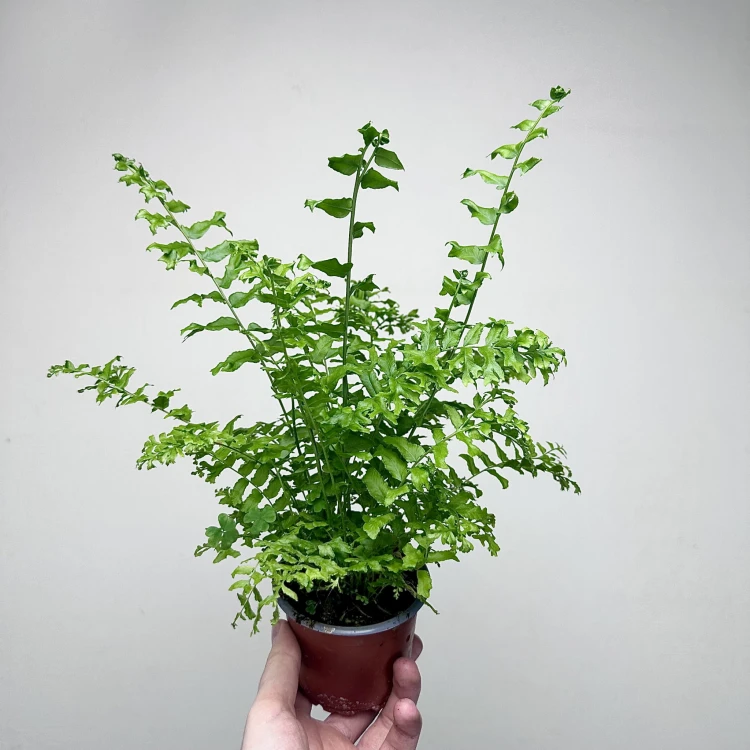 Paproć Nephrolepis biserrata Fishtail P9 #1
