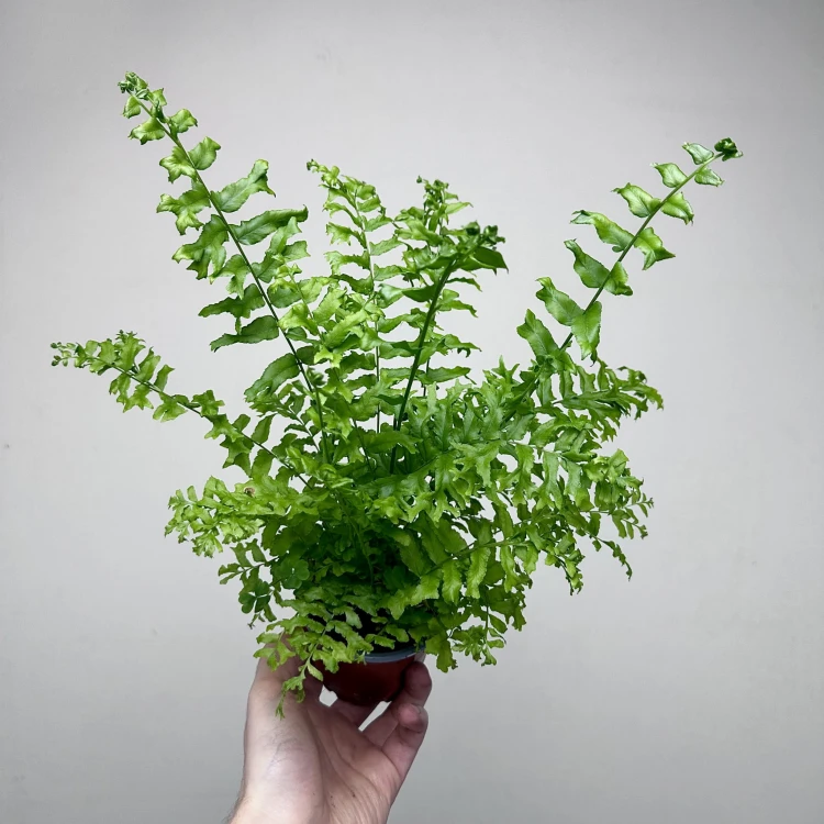 Paproć Nephrolepis biserrata Fishtail P9 #3